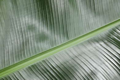 Photo of Fresh green banana tree leaf as background, closeup