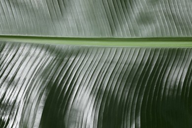 Photo of Fresh green banana tree leaf as background, closeup