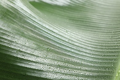 Fresh green banana tree leaf as background, closeup