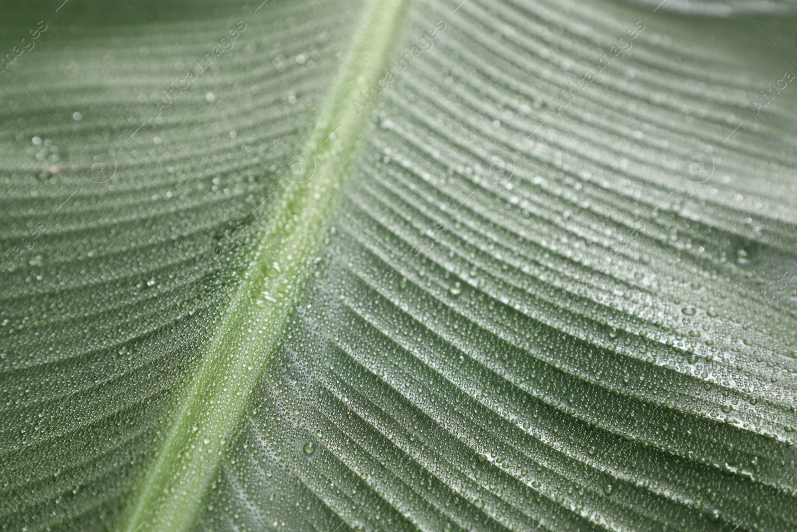 Photo of Fresh green banana tree leaf as background, closeup