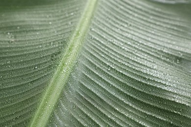 Photo of Fresh green banana tree leaf as background, closeup