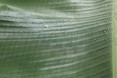 Fresh green banana tree leaf as background, closeup