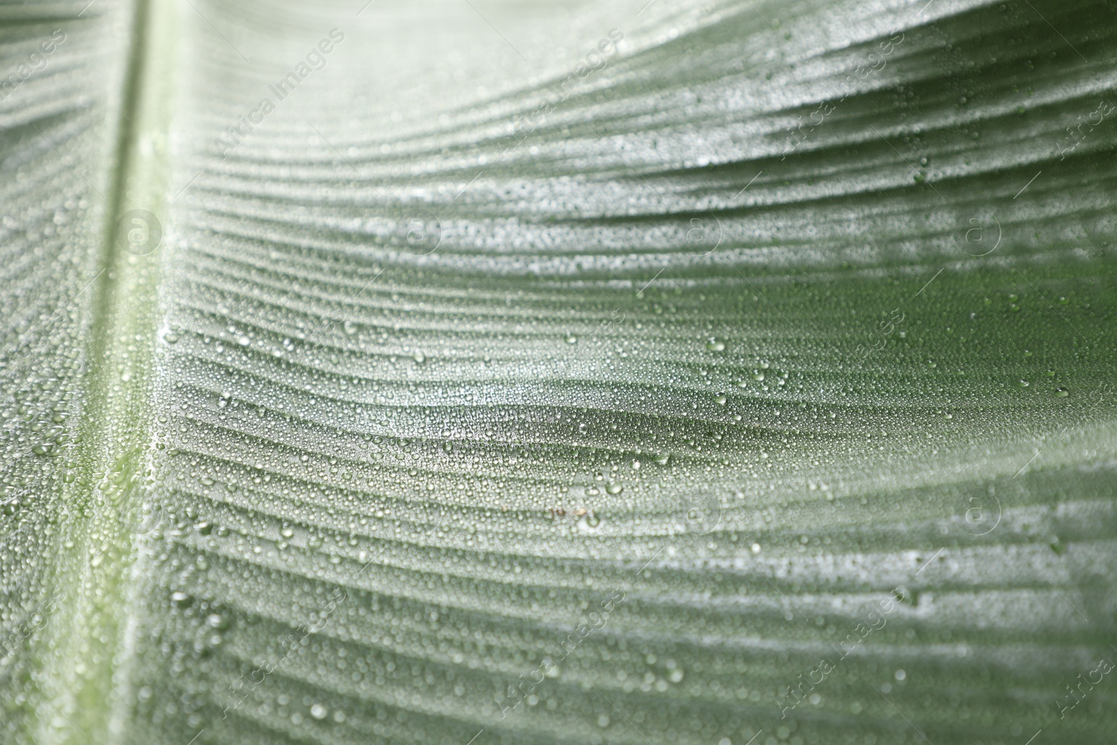 Photo of Fresh green banana tree leaf as background, closeup