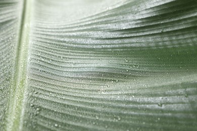 Fresh green banana tree leaf as background, closeup