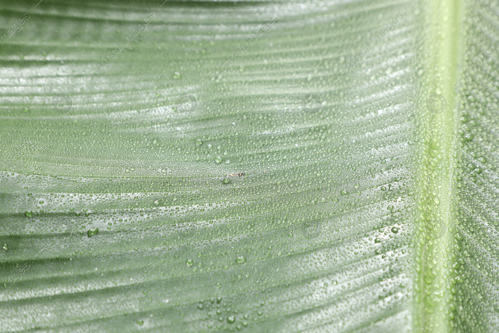 Photo of Fresh green banana tree leaf as background, closeup