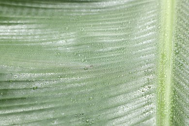 Fresh green banana tree leaf as background, closeup