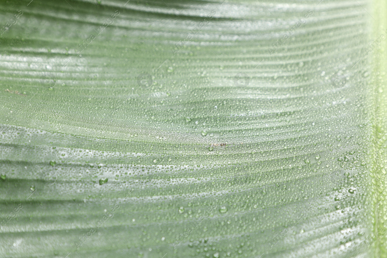 Photo of Fresh green banana tree leaf as background, closeup