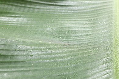 Photo of Fresh green banana tree leaf as background, closeup