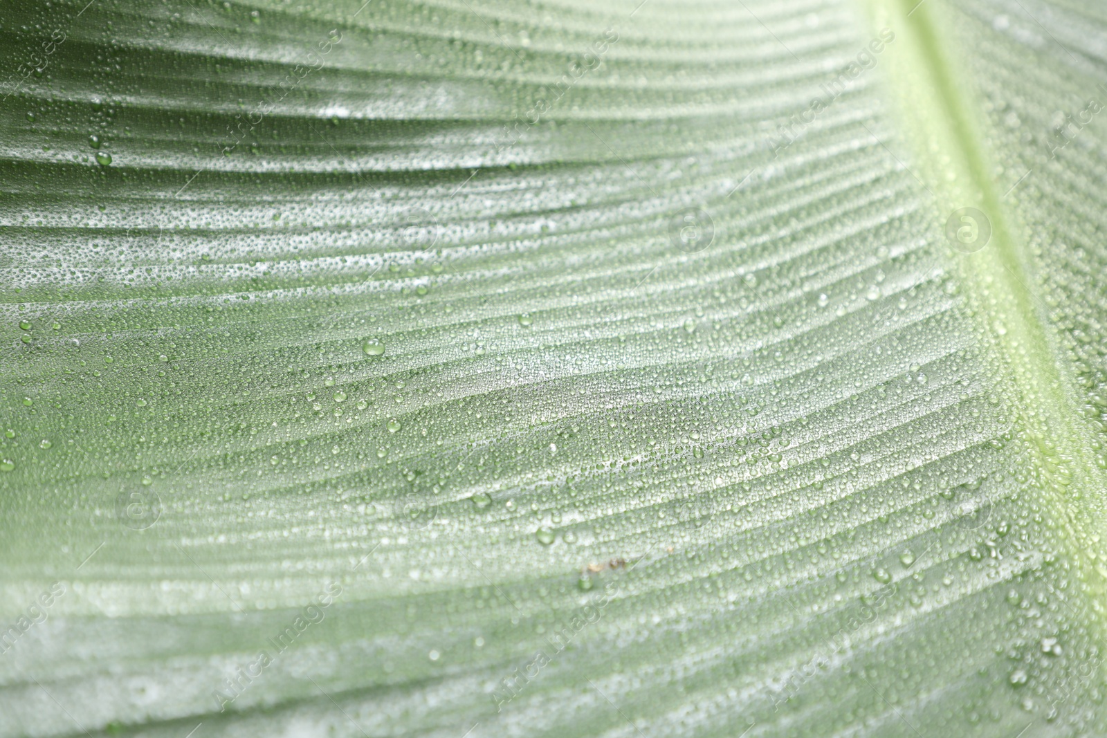 Photo of Fresh green banana tree leaf as background, closeup