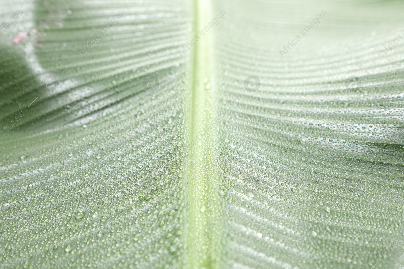 Photo of Fresh green banana tree leaf as background, closeup