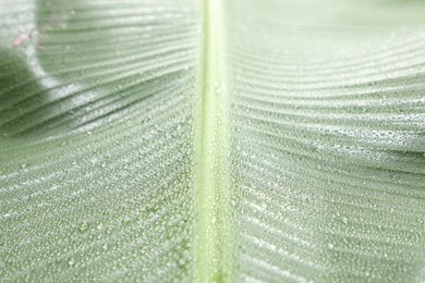 Photo of Fresh green banana tree leaf as background, closeup