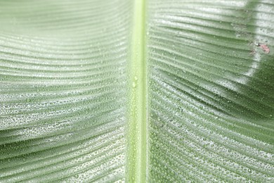 Fresh green banana tree leaf as background, closeup