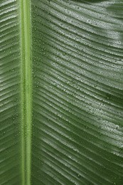 Photo of Fresh green banana tree leaf as background, top view