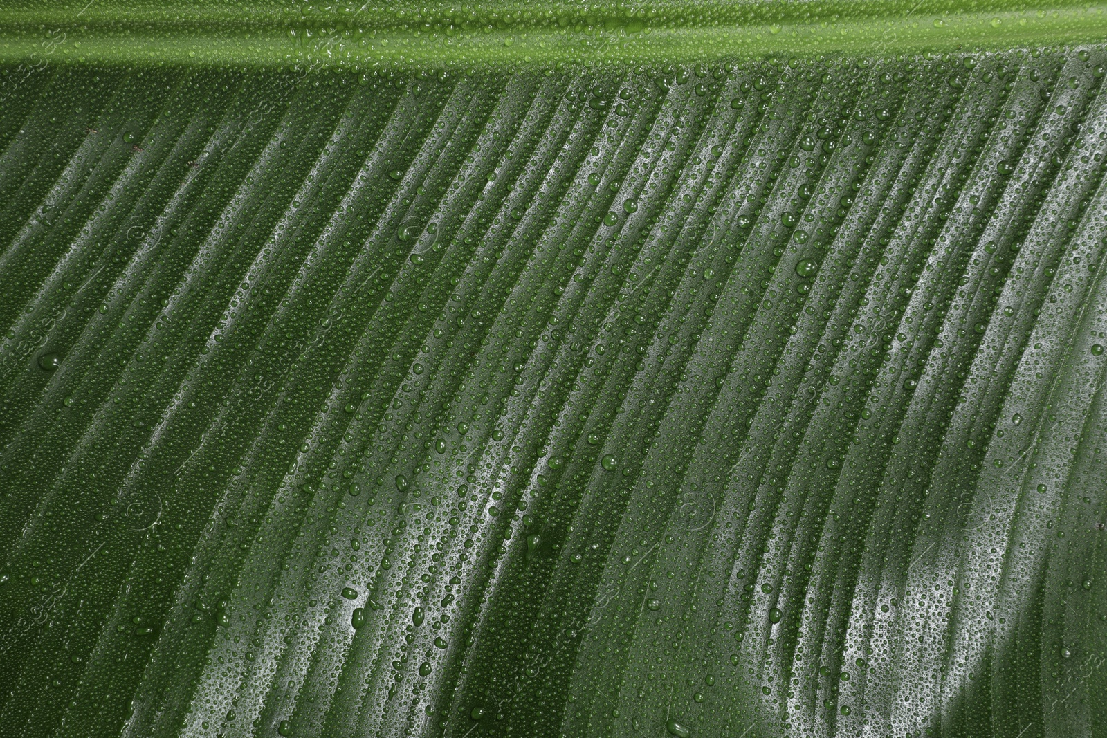 Photo of Fresh green banana tree leaf as background, closeup