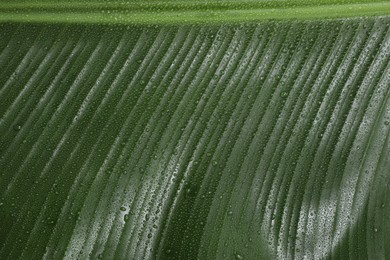 Fresh green banana tree leaf as background, closeup