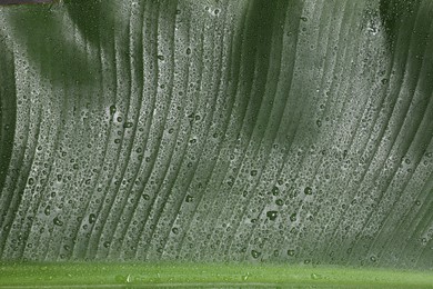 Photo of Fresh green banana tree leaf as background, closeup