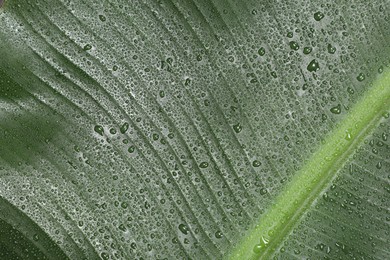 Fresh green banana tree leaf as background, closeup