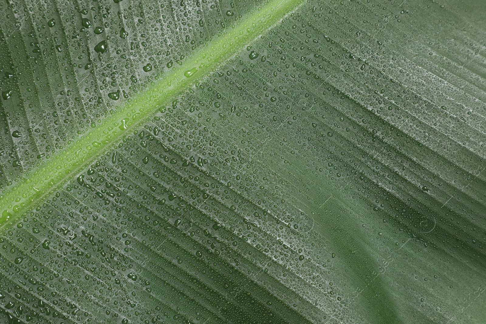 Photo of Fresh green banana tree leaf as background, closeup