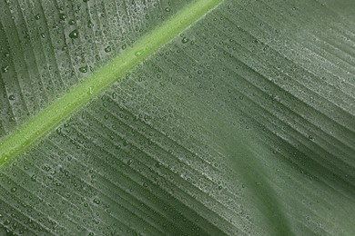 Photo of Fresh green banana tree leaf as background, closeup