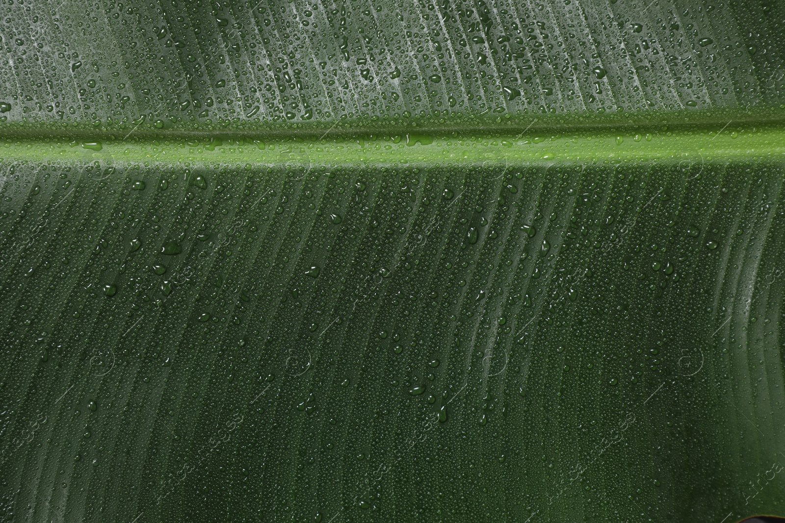 Photo of Fresh green banana tree leaf as background, closeup