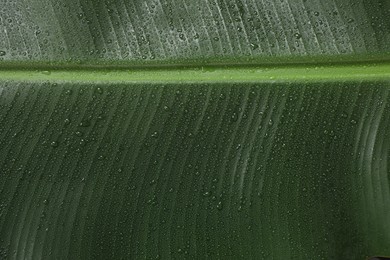 Photo of Fresh green banana tree leaf as background, closeup