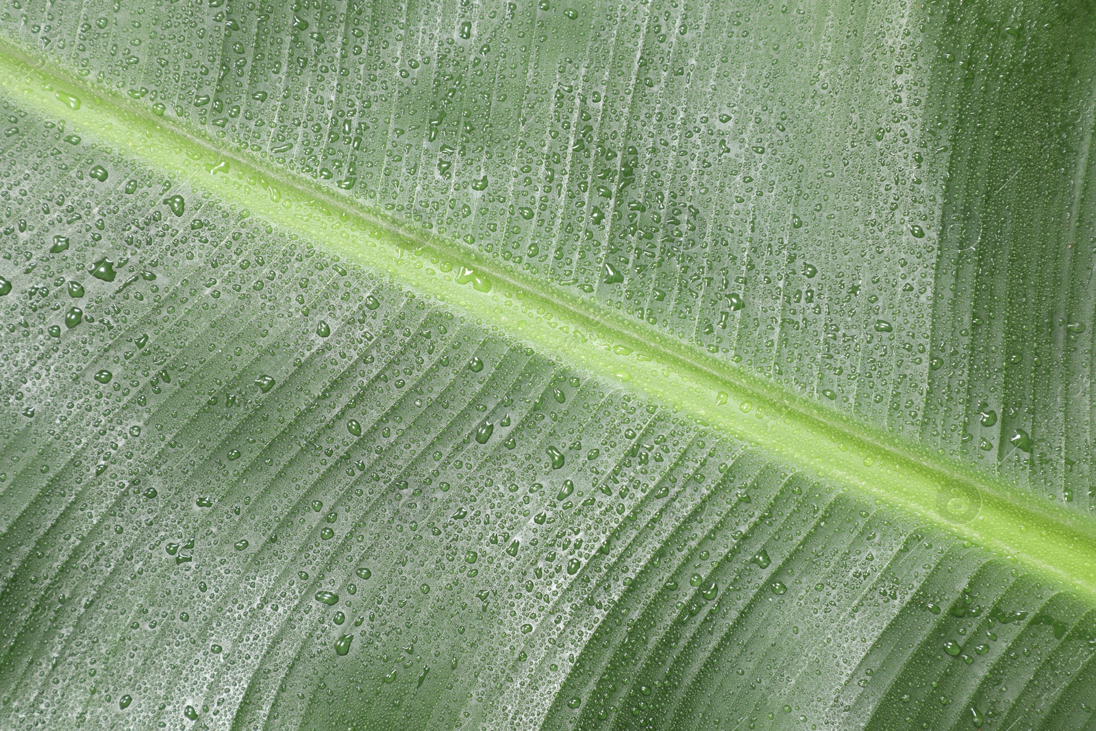 Photo of Fresh green banana tree leaf as background, closeup