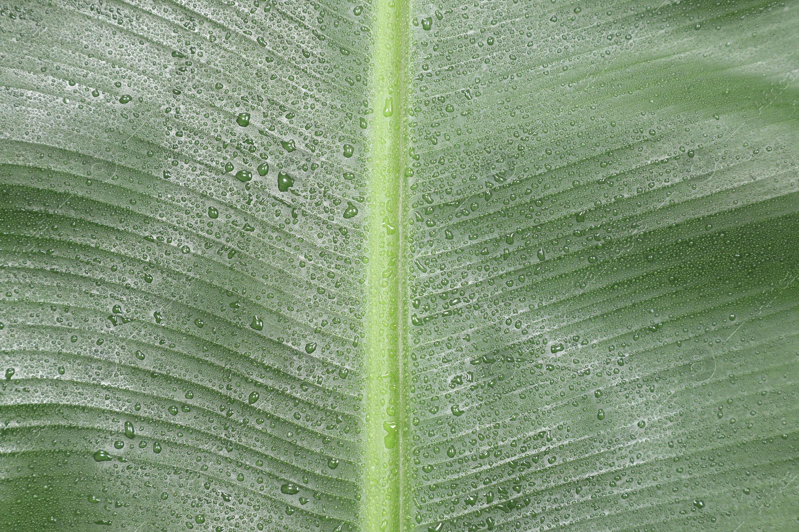 Photo of Fresh green banana tree leaf as background, closeup