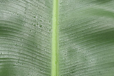 Fresh green banana tree leaf as background, closeup