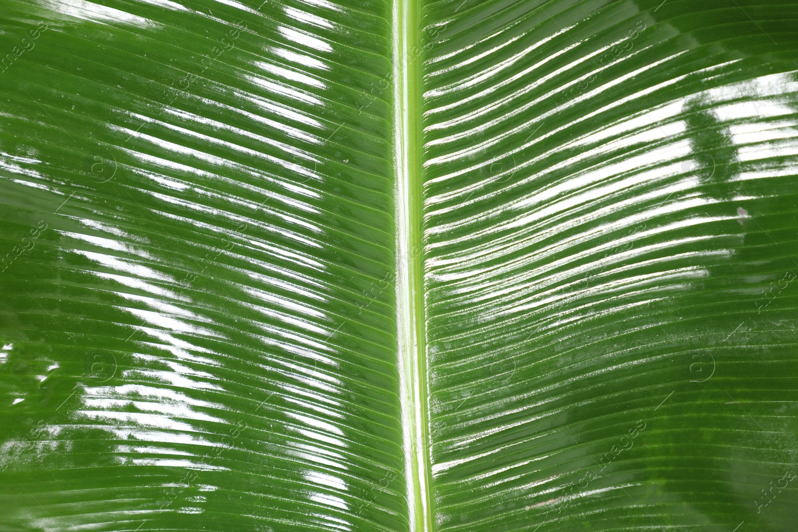 Photo of Fresh green banana tree leaf as background, closeup