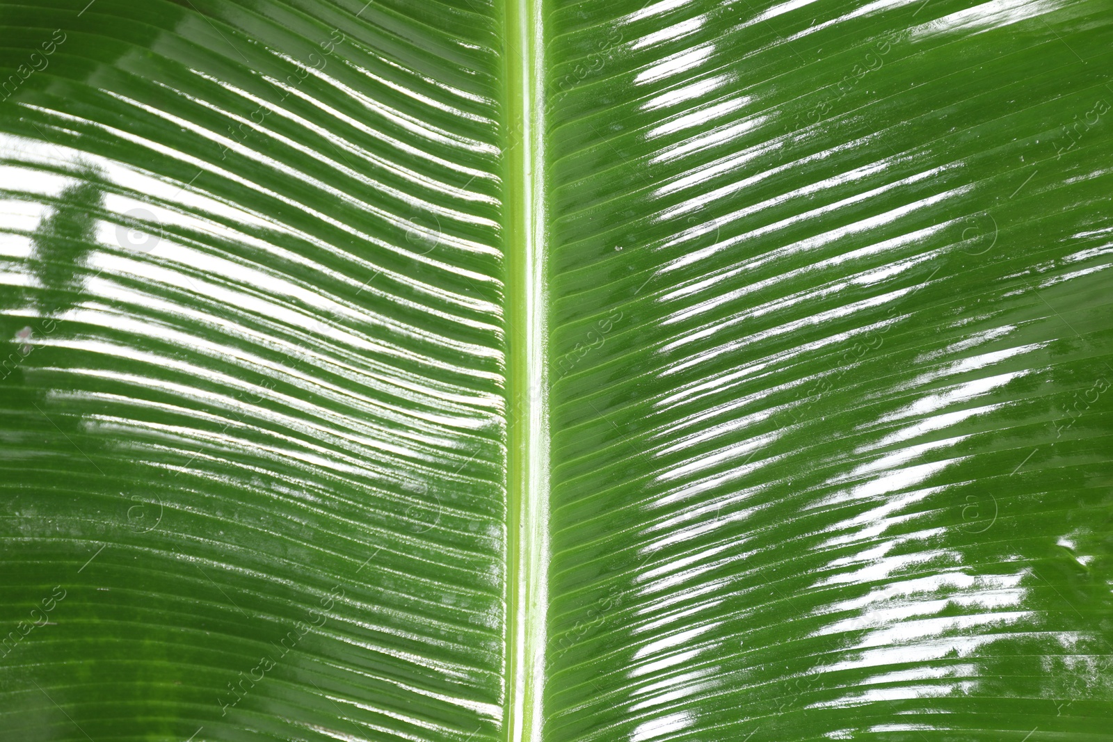 Photo of Fresh green banana tree leaf as background, closeup