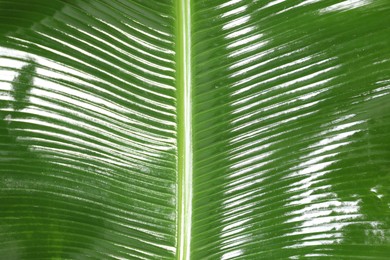 Photo of Fresh green banana tree leaf as background, closeup