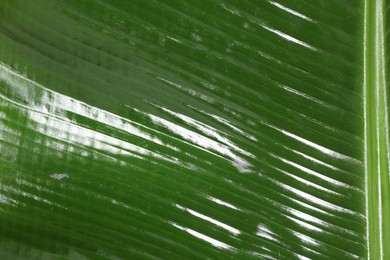 Fresh green banana tree leaf as background, closeup