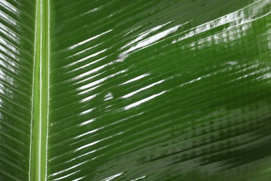 Photo of Fresh green banana tree leaf as background, closeup