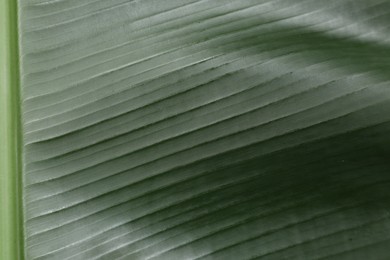 Fresh green banana tree leaf as background, closeup