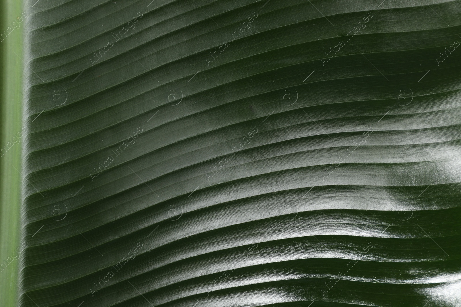 Photo of Fresh green banana tree leaf as background, closeup