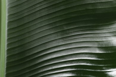 Fresh green banana tree leaf as background, closeup