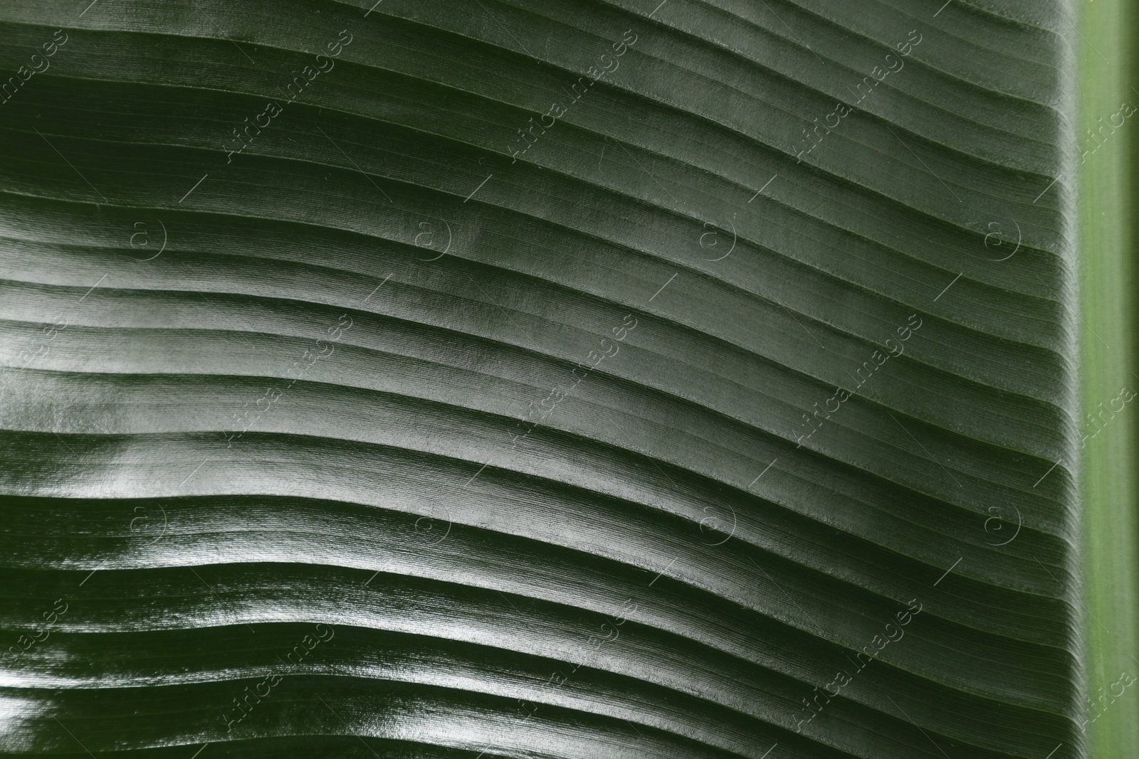 Photo of Fresh green banana tree leaf as background, closeup