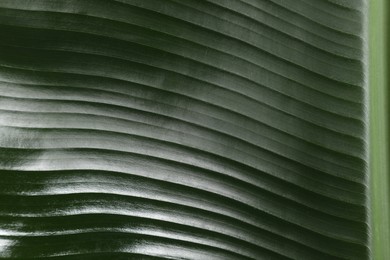 Fresh green banana tree leaf as background, closeup