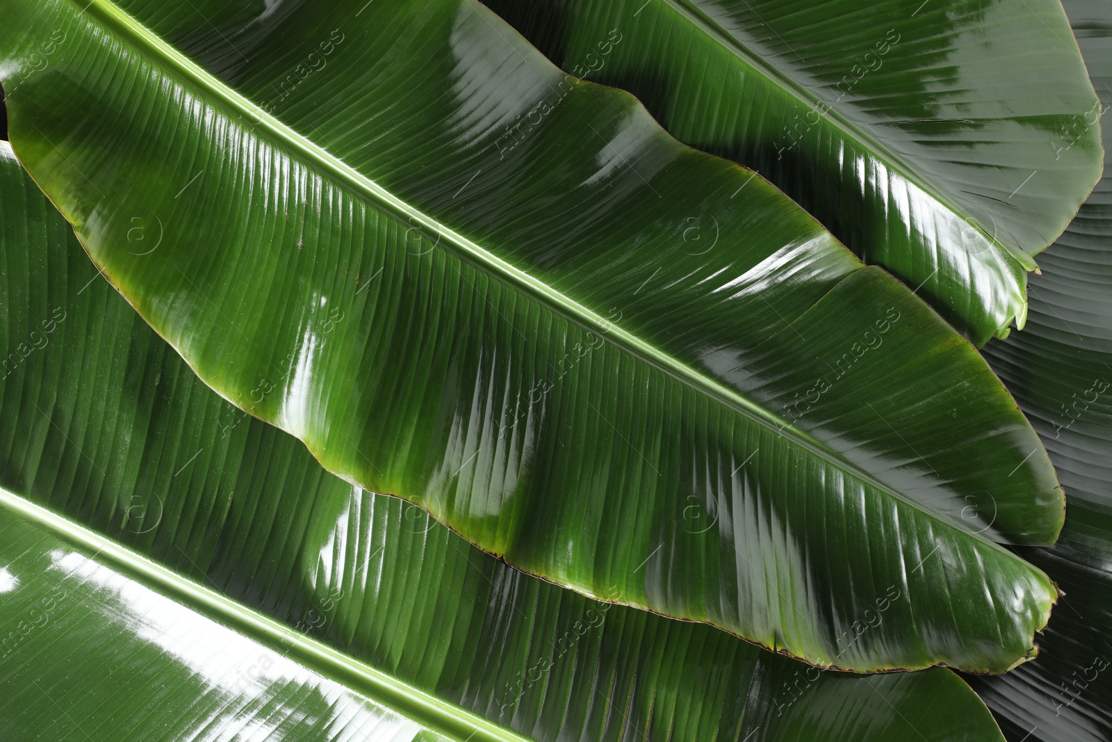 Photo of Fresh green banana tree leaves as background, top view