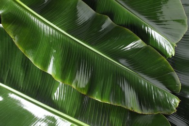 Photo of Fresh green banana tree leaves as background, top view