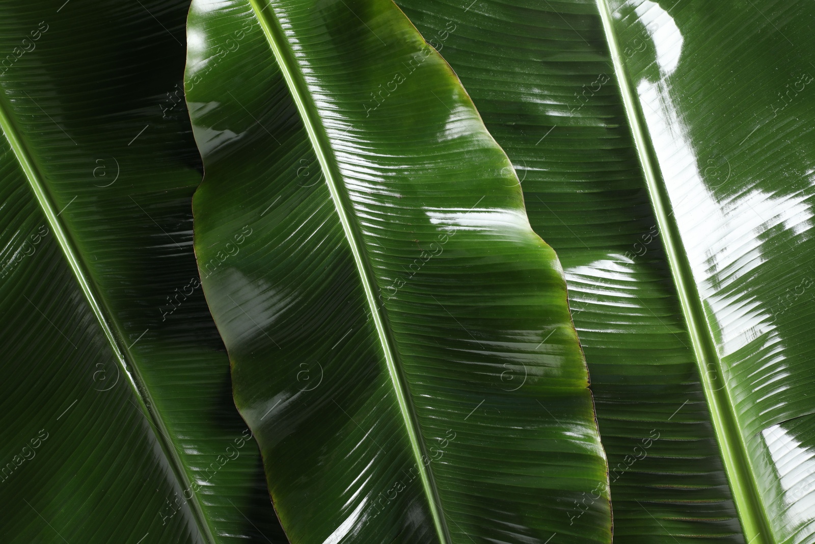 Photo of Fresh green banana tree leaves as background, top view