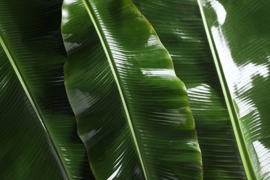 Photo of Fresh green banana tree leaves as background, top view