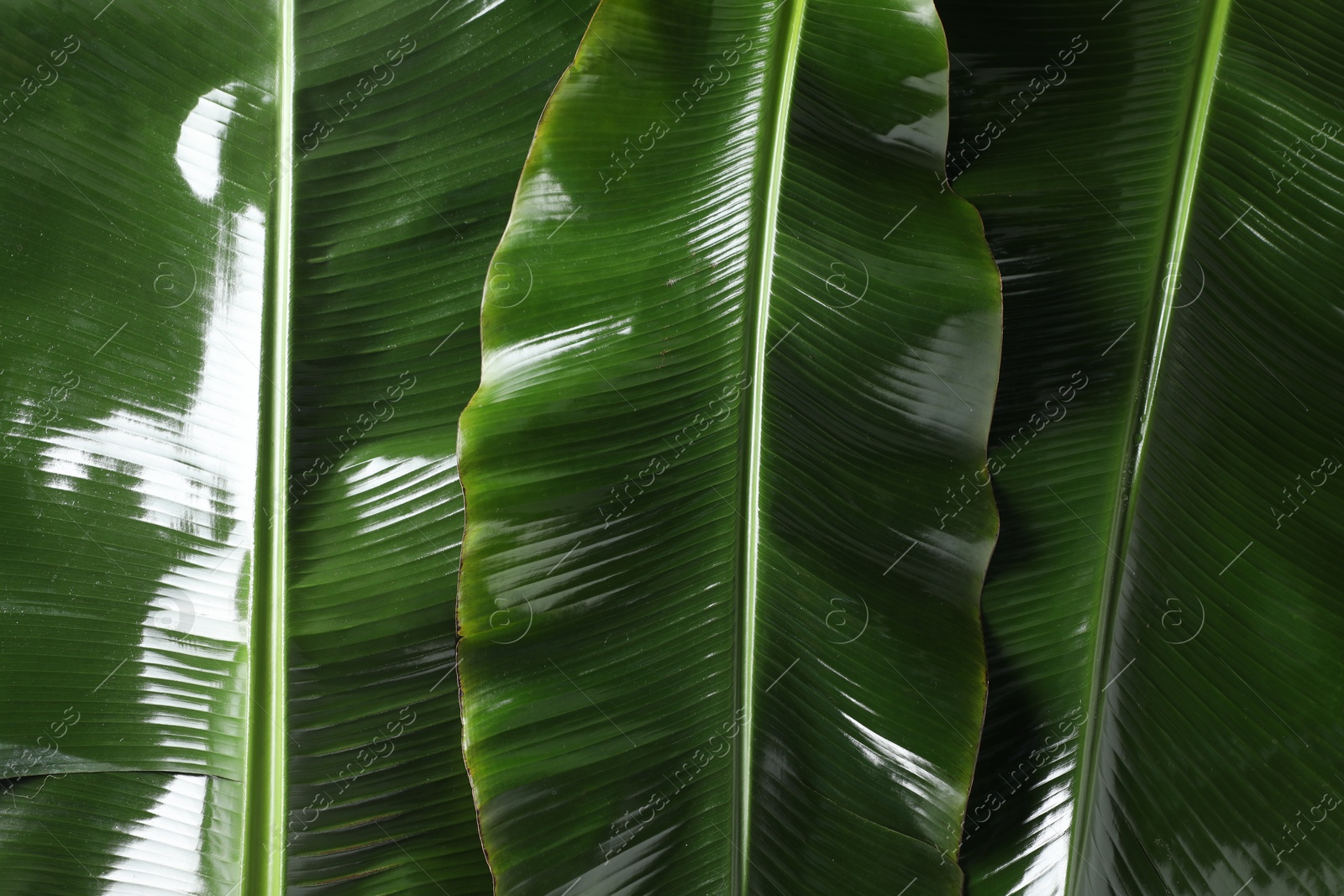 Photo of Fresh green banana tree leaves as background, top view