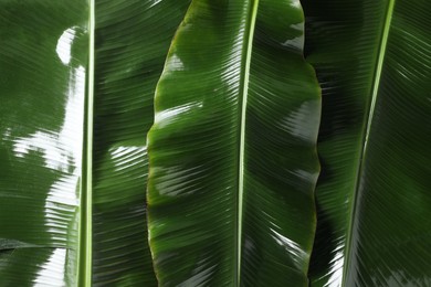 Photo of Fresh green banana tree leaves as background, top view