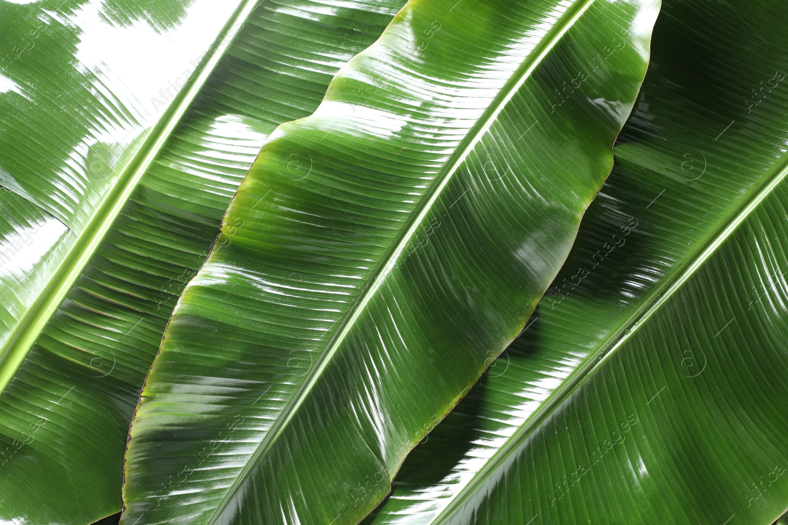 Photo of Fresh green banana tree leaves as background, top view