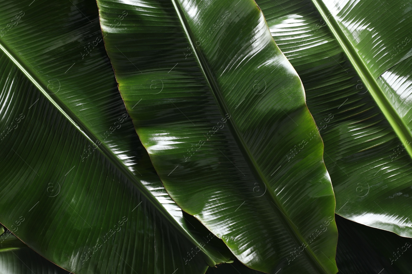 Photo of Fresh green banana tree leaves as background, top view