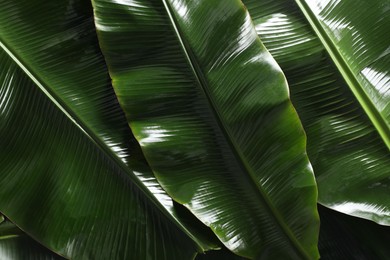 Fresh green banana tree leaves as background, top view