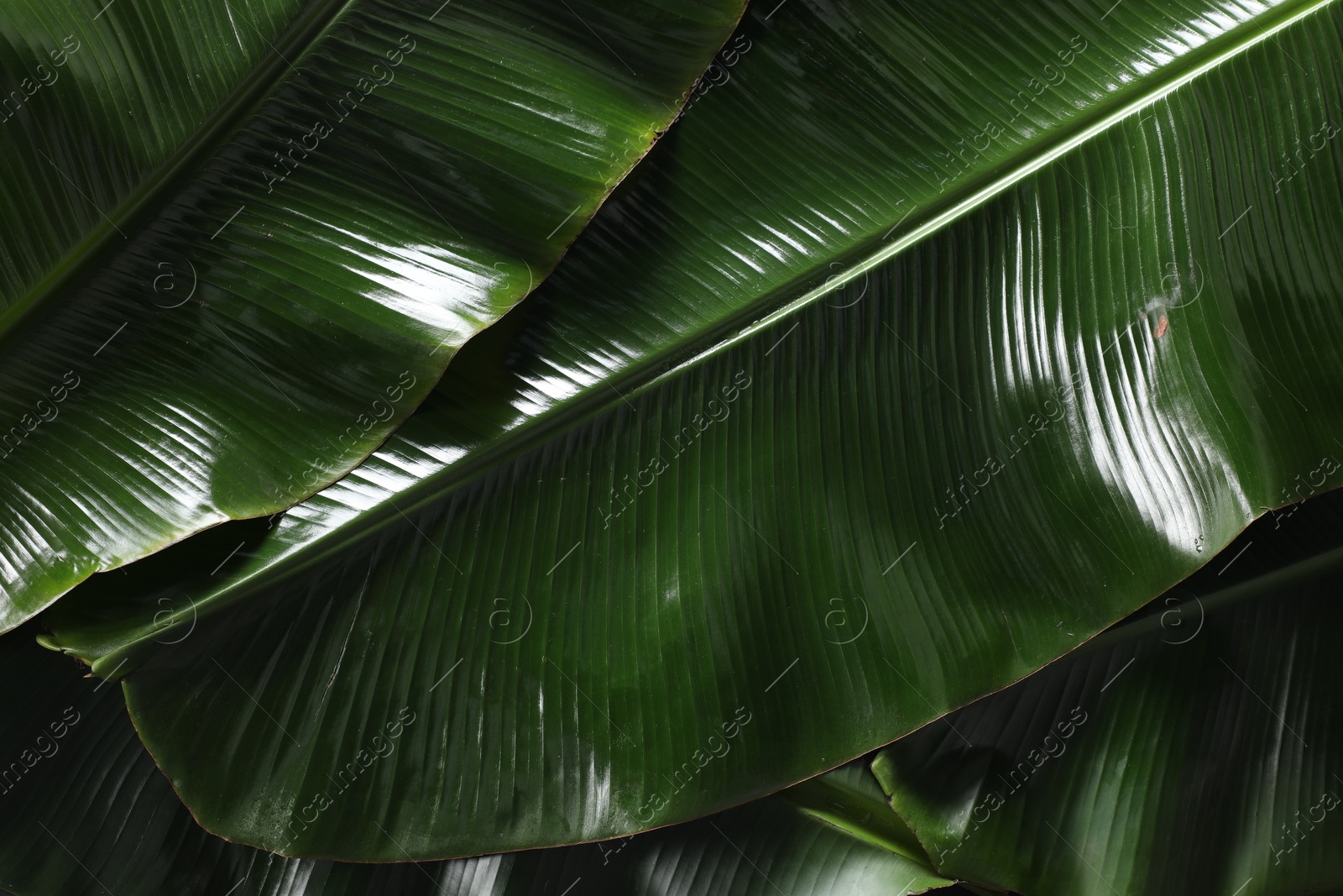 Photo of Fresh green banana tree leaves as background, closeup