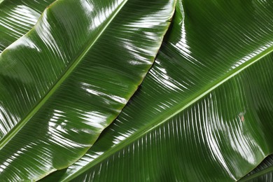 Photo of Fresh green banana tree leaves as background, closeup