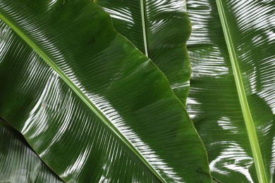 Photo of Fresh green banana tree leaves as background, closeup